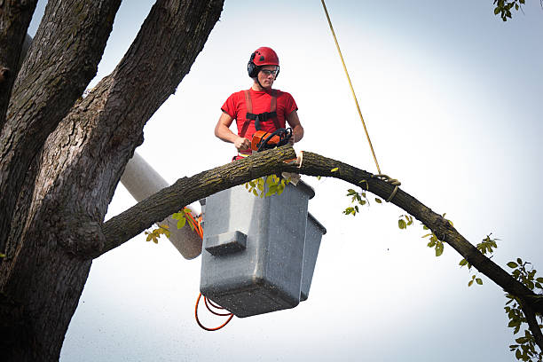 Best Tree Trimming and Pruning  in Southgate, FL